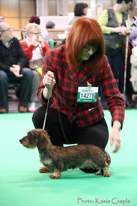 Crufts2011_2 1188.jpg